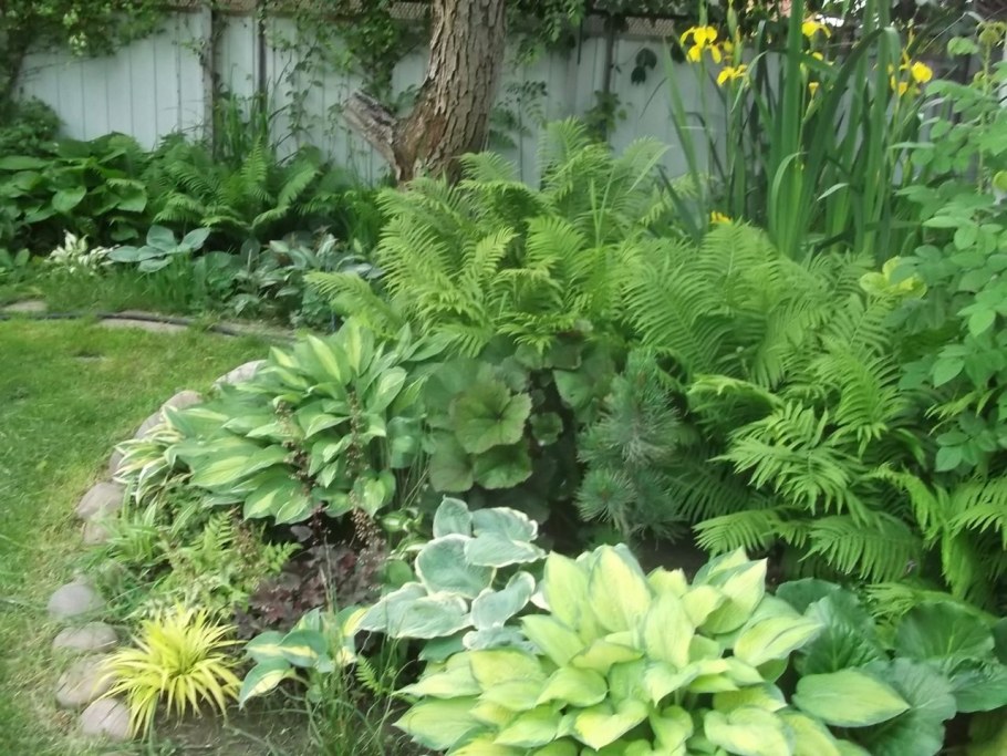 Хосты астильба папоротник клумба