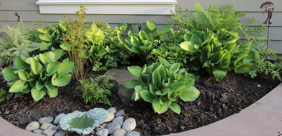 Астильба Хоста папоротник в клумбе