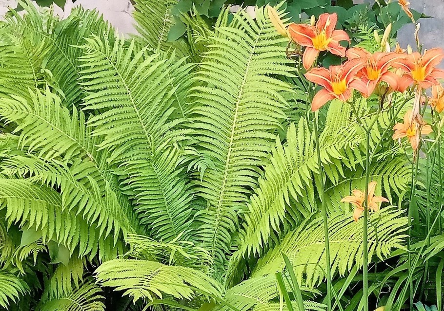 Хосты лилейник и папоротник