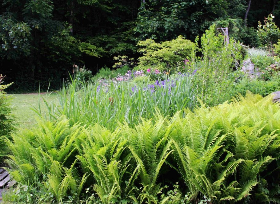 Matteúccia struthíopteris - страусник обыкновенный