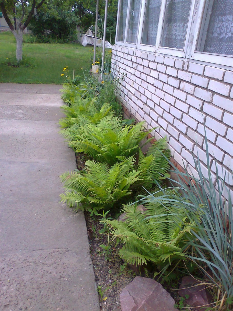 Хоста и папоротник вдоль забора