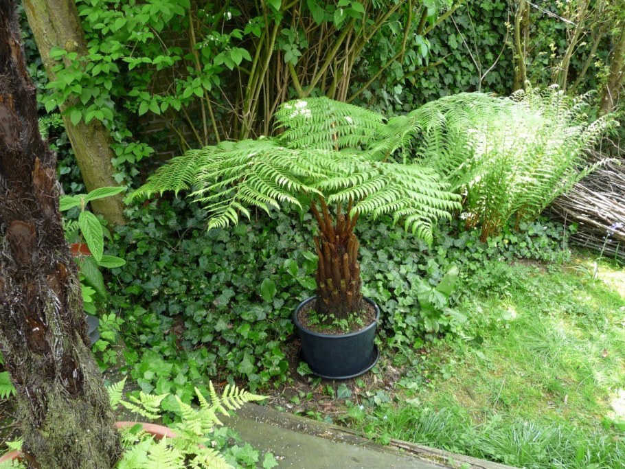 Папоротник и Хоста