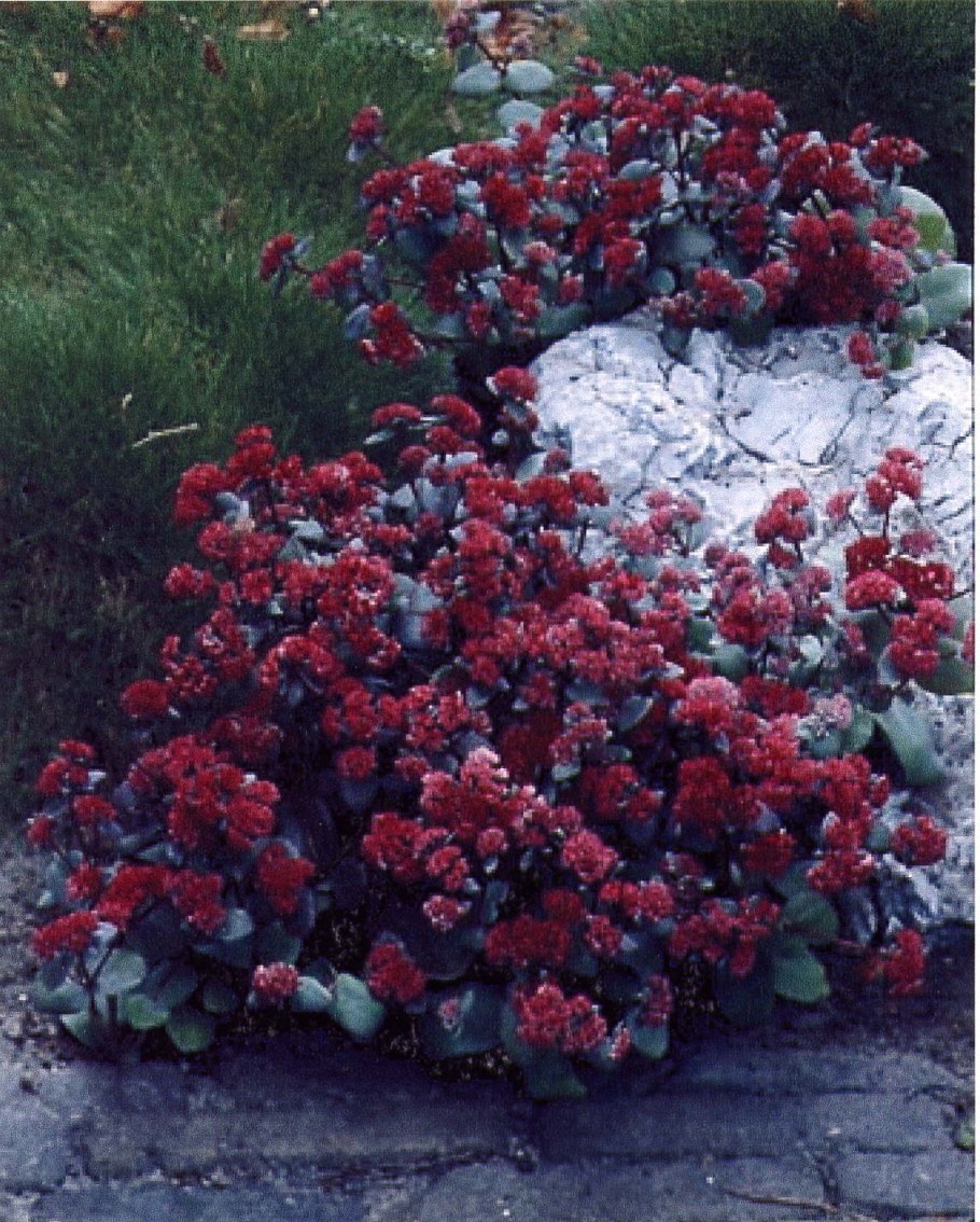 Очиток ред Каули