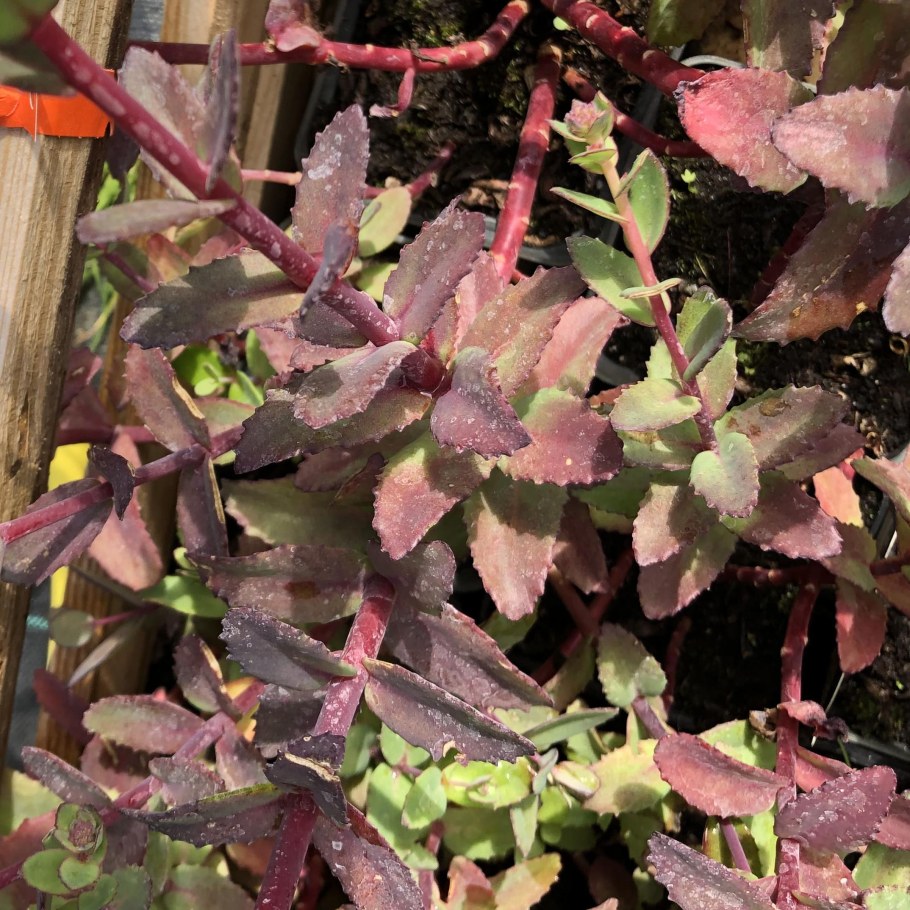 Очиток телефиум (Sedum telephium `Red Cauli`)