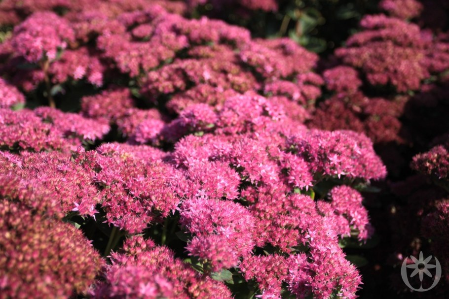 Очиток Munstead Dark Red