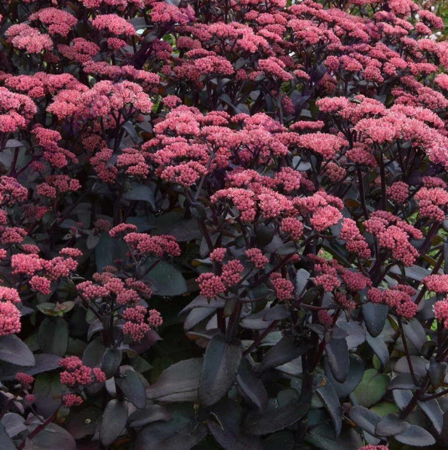 Очиток телефиум 'Purple Emperor'