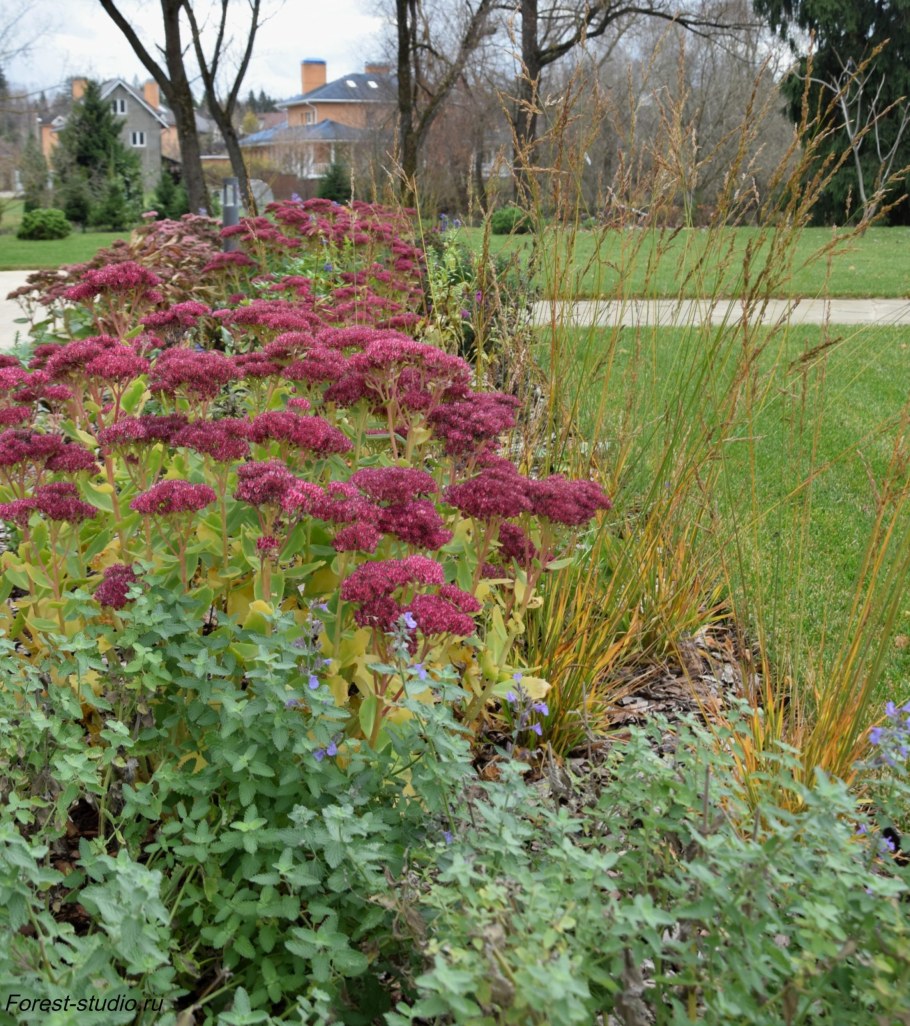 Очиток Видный Карл