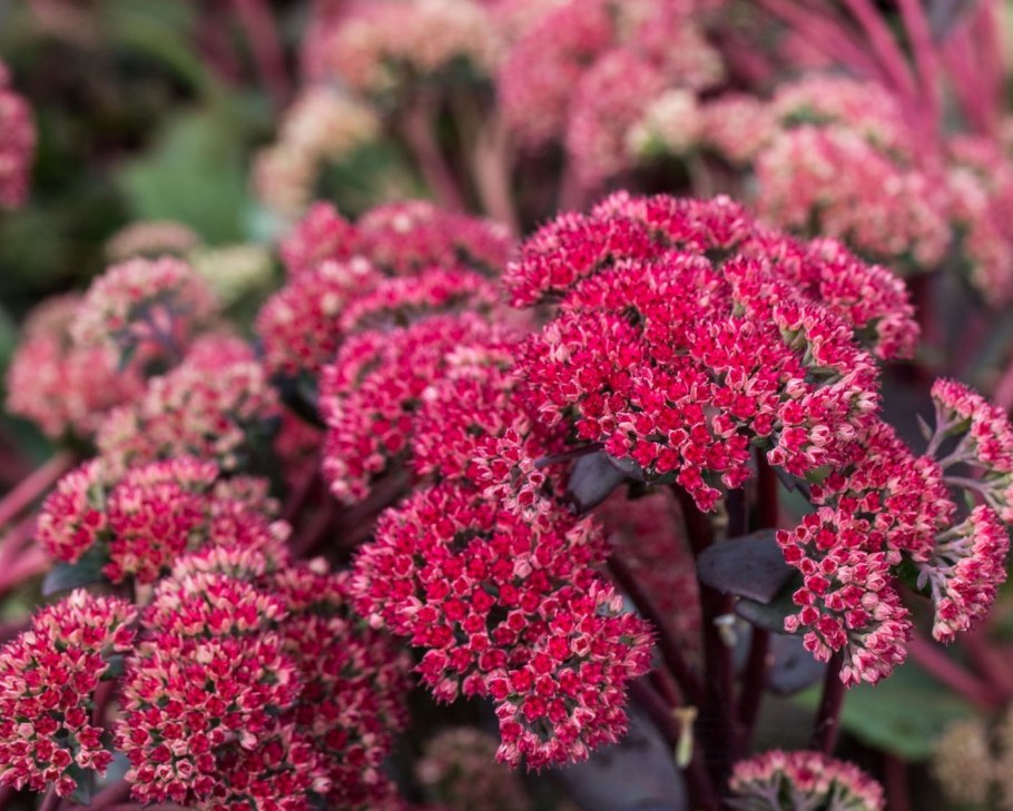 Очиток / седум гибридный ред Каули