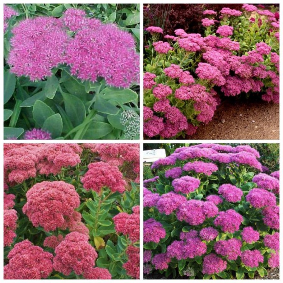 Седум (Очиток) Видный ред Каули (Red Cauli)