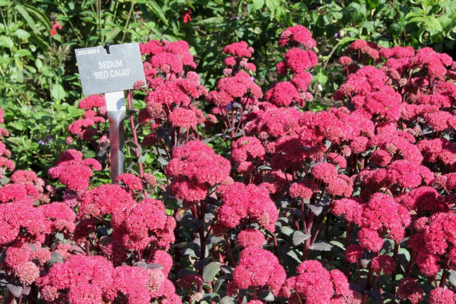 Очиток Red Cauli