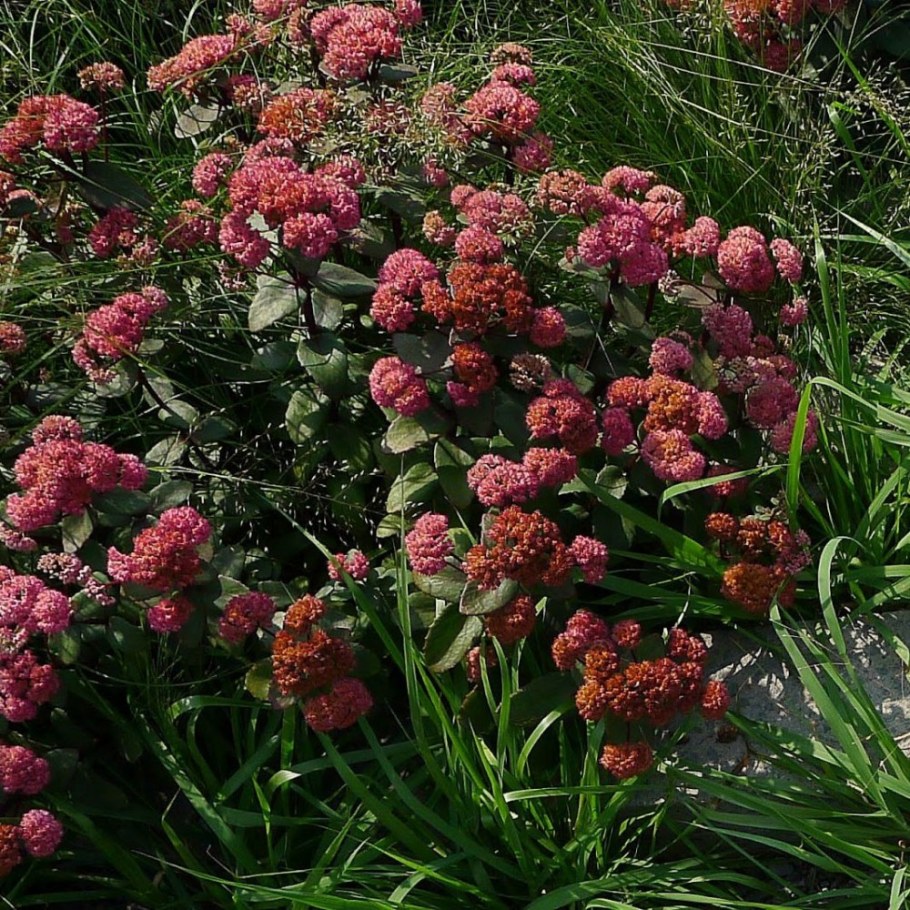 Очиток гибридный ред Каули