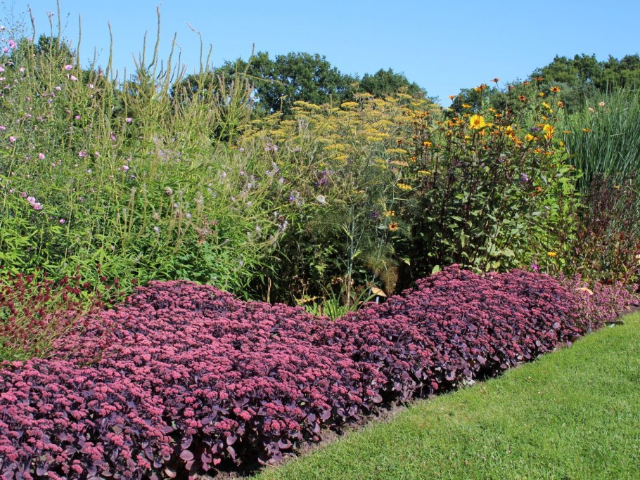 Очиток ред Каули