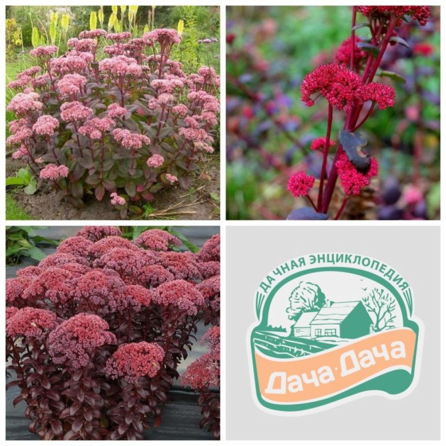 Очиток ред Каули