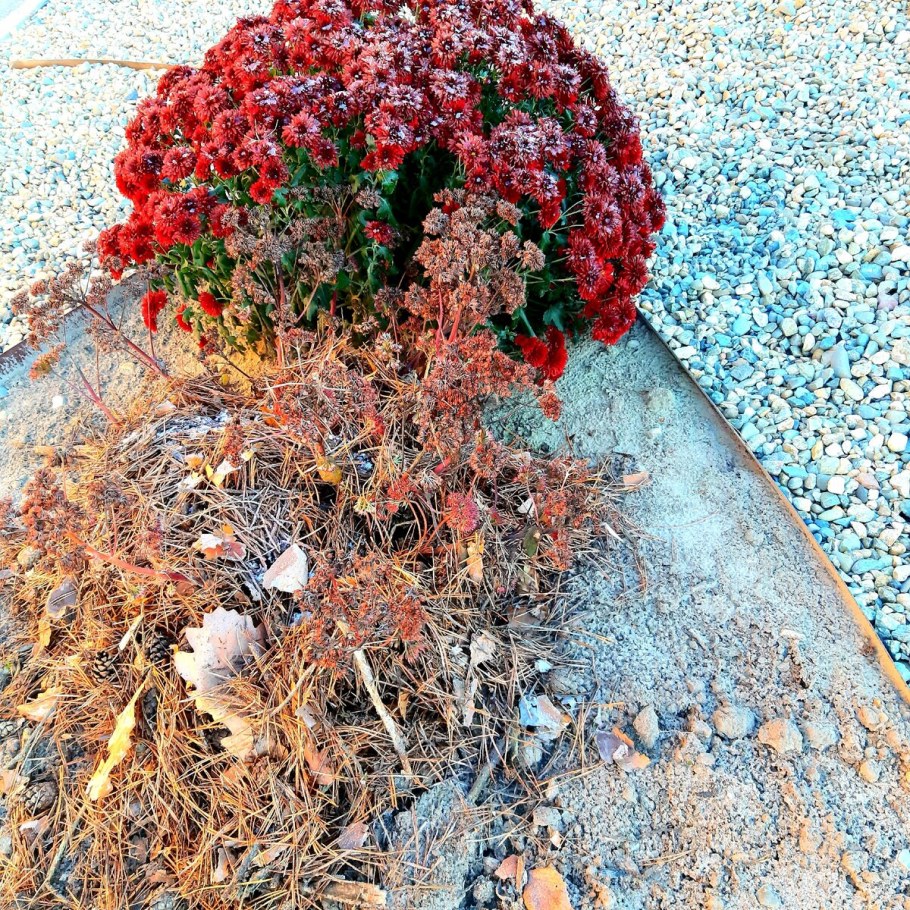 Очиток (седум) ред Каули