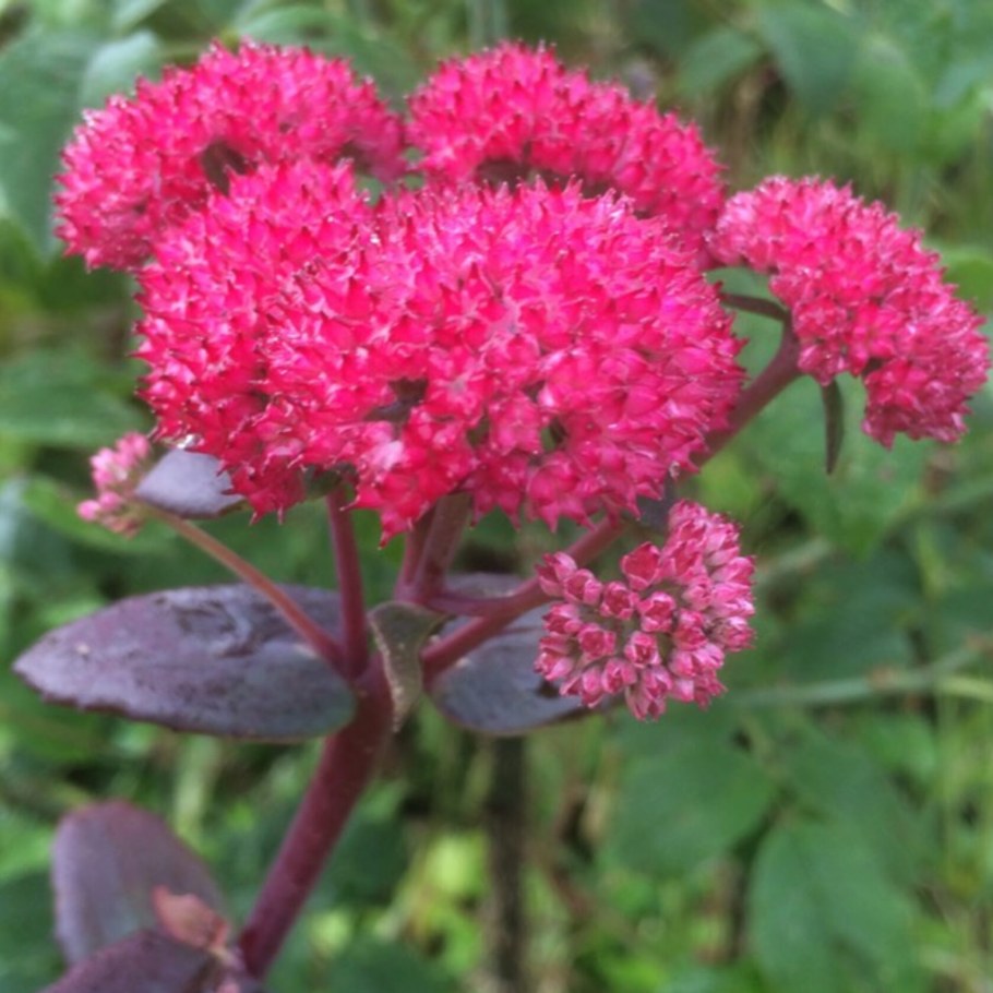 Очиток (седум) ред Каули