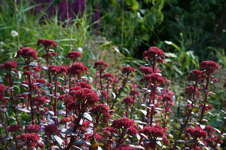 Очиток ред Каули Red Cauli