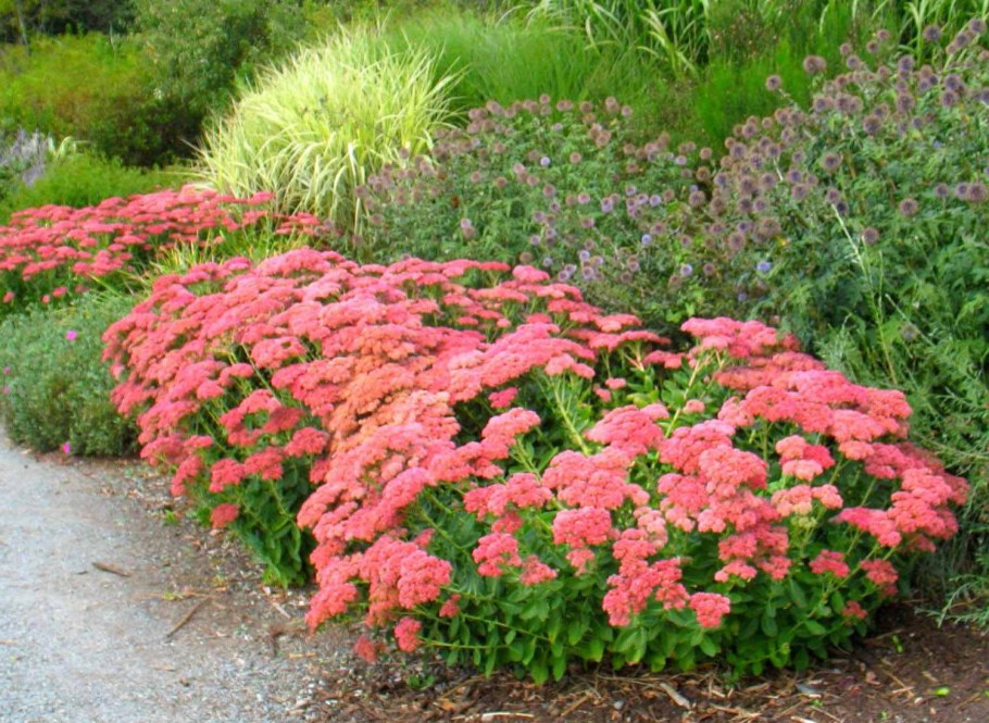 Очиток Видный 'Herbstfreude'