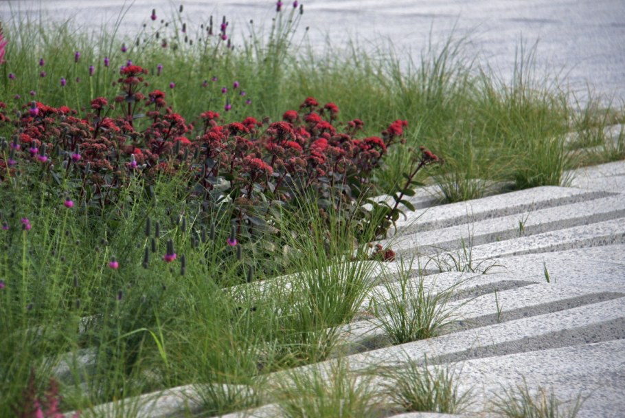 Очиток ред Каули