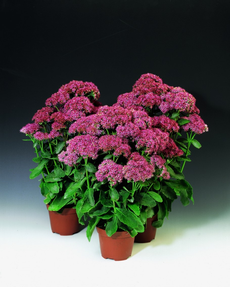 Очиток телефиум Манстед дарк ред