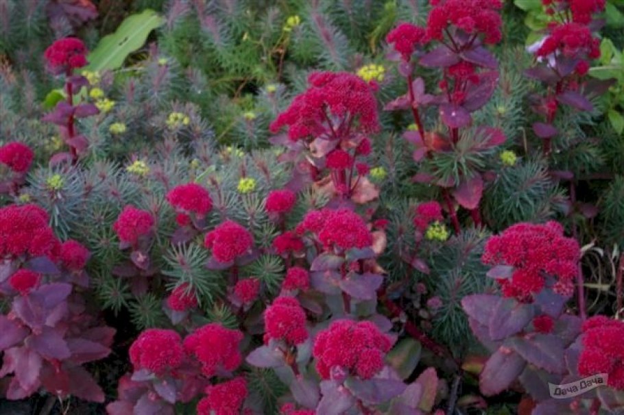 Очиток ред Каули (Sedum `Red Cauli`)