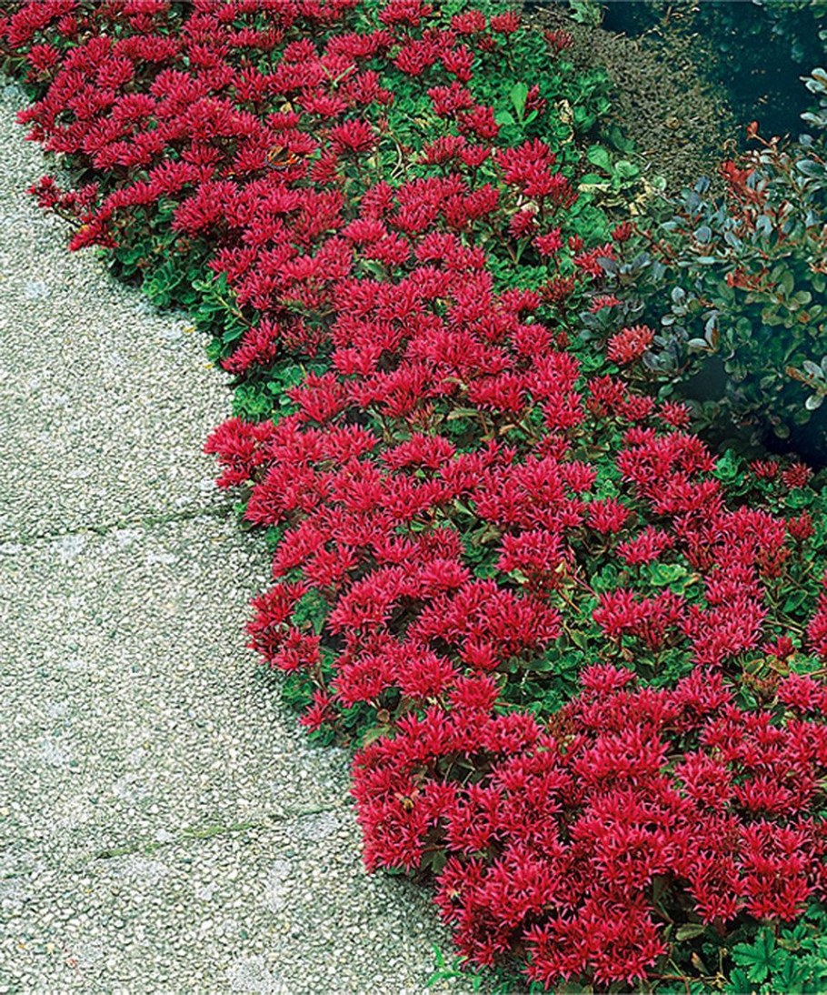 Почвопокровные многолетники Беккер