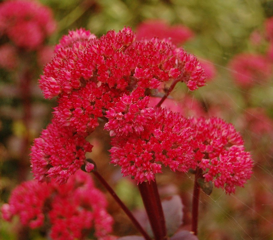 Очиток / седум гибридный ред Каули