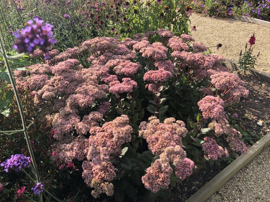 Седум Purple Emperor