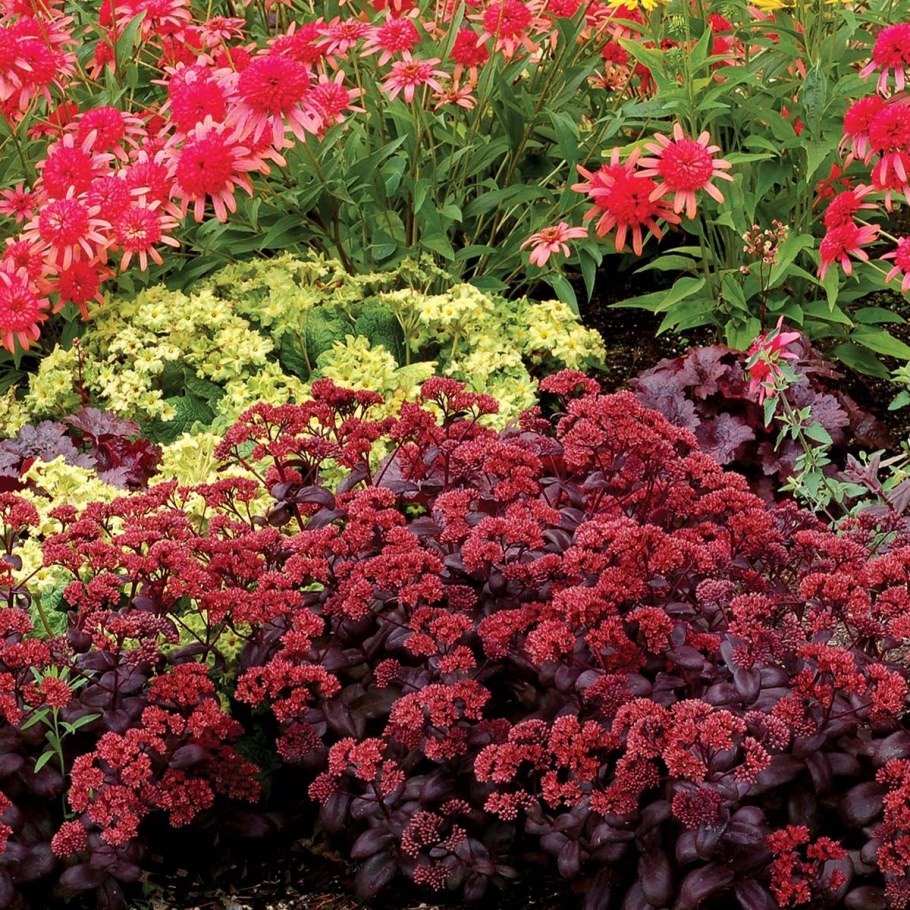 Седум Очиток красная роза