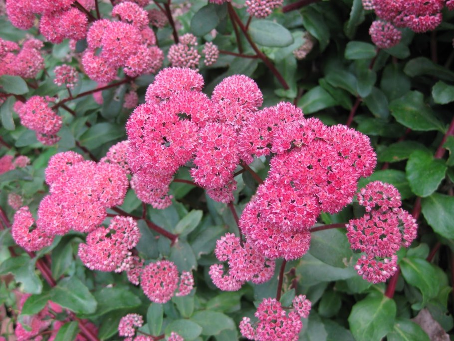 Очиток телефиум ред Каули