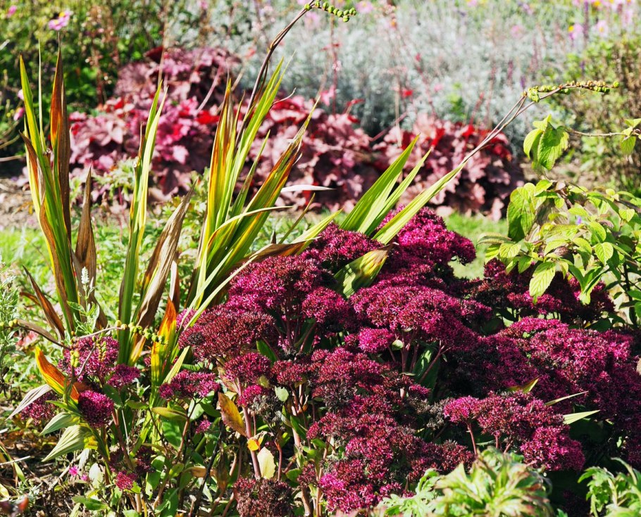 Седум Пурпл Эмперор