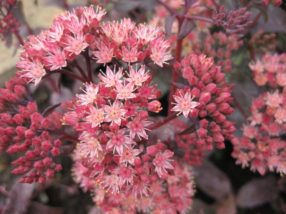 Очиток гибридный Purple Emperor