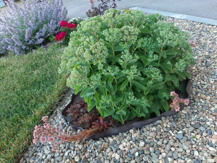 Очиток Видный Matrona