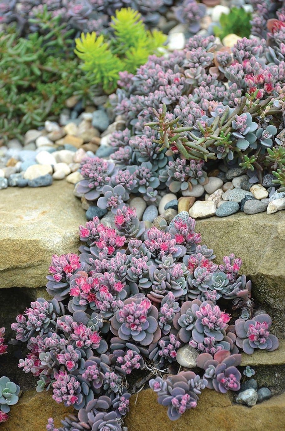 Очиток седум