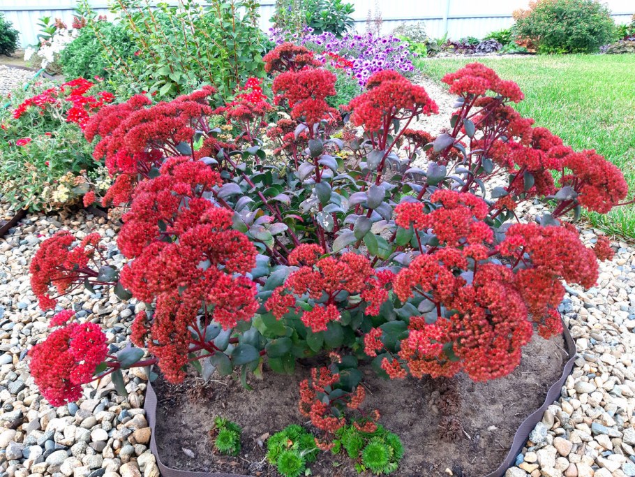 Очиток ред Каули