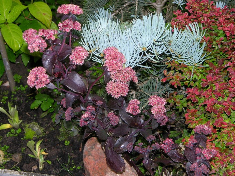 Очиток пурпурл емпрерро