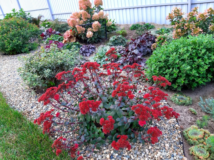 Седум Sedum Red Cauli