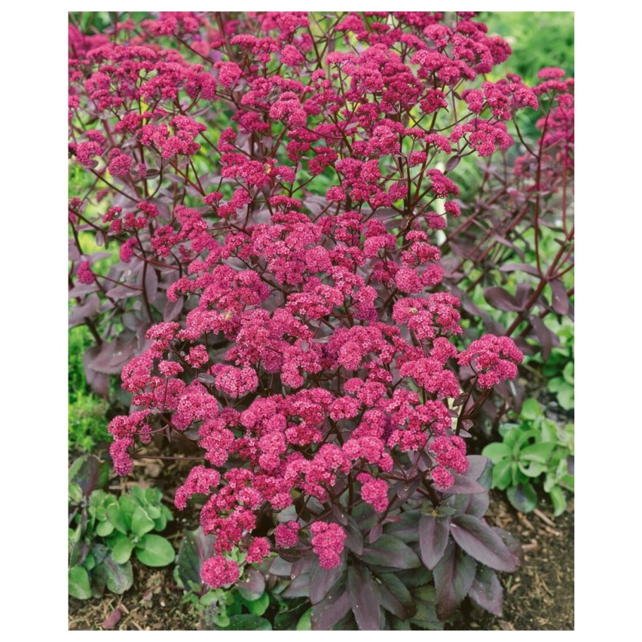 Очиток гибридный ред Каули