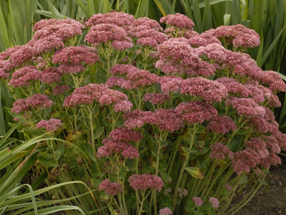 Очиток Манстед дарк