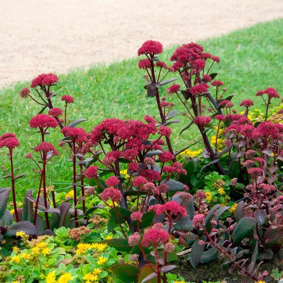 Очиток ред Каули (Sedum `Red Cauli`)