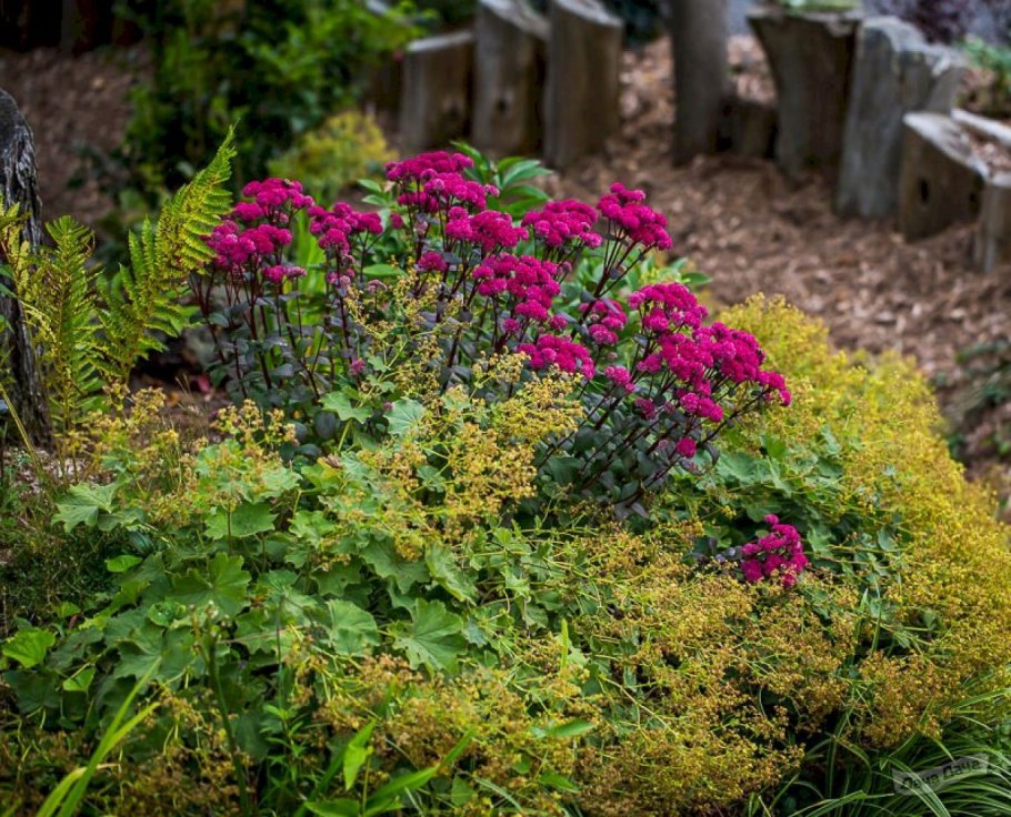 Седум (Очиток) телефиум "ред Каули"