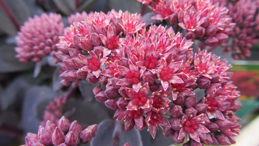 Очиток Хосе Оберджин