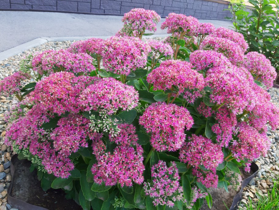 Очиток оранж Ксенокс