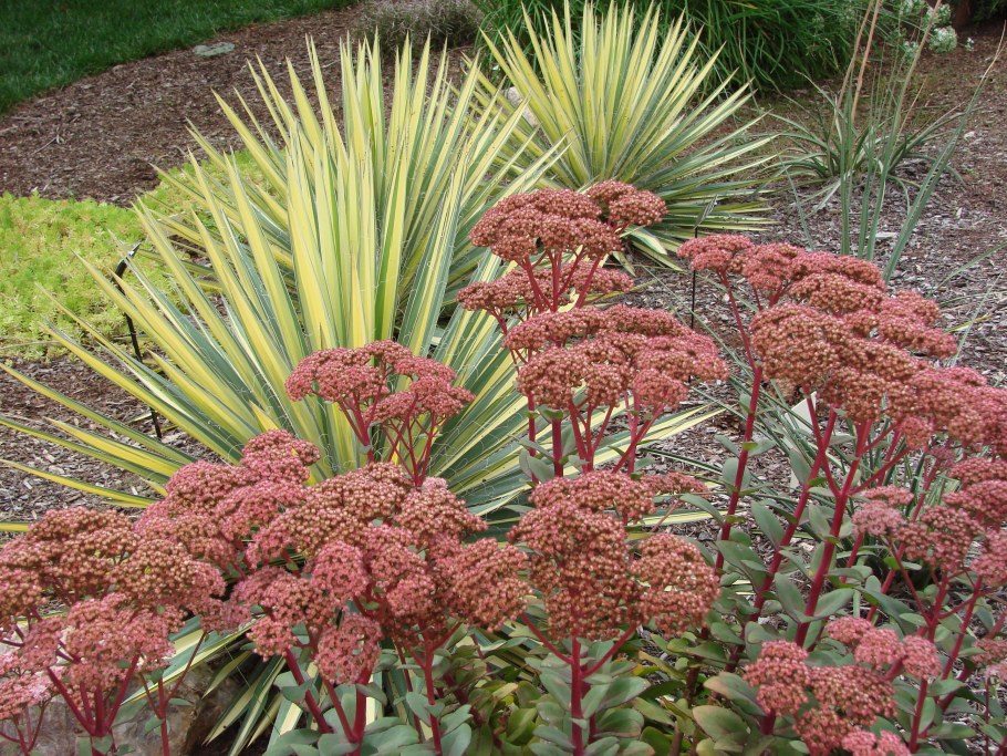 Седум Видный Red Cauli