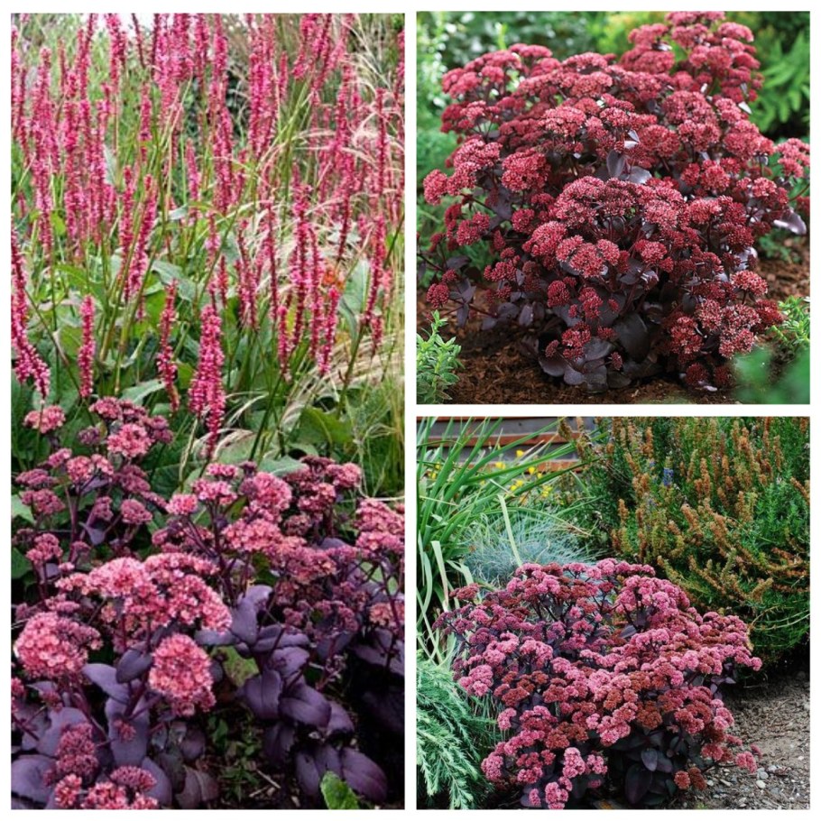 Седум Пурпл Эмперор