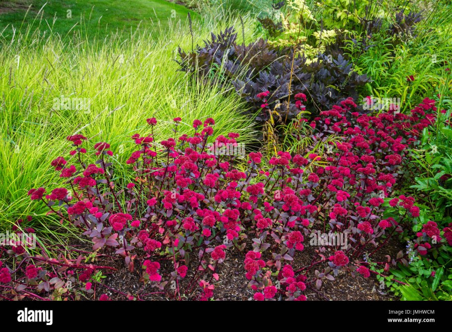 Седум ред Каули