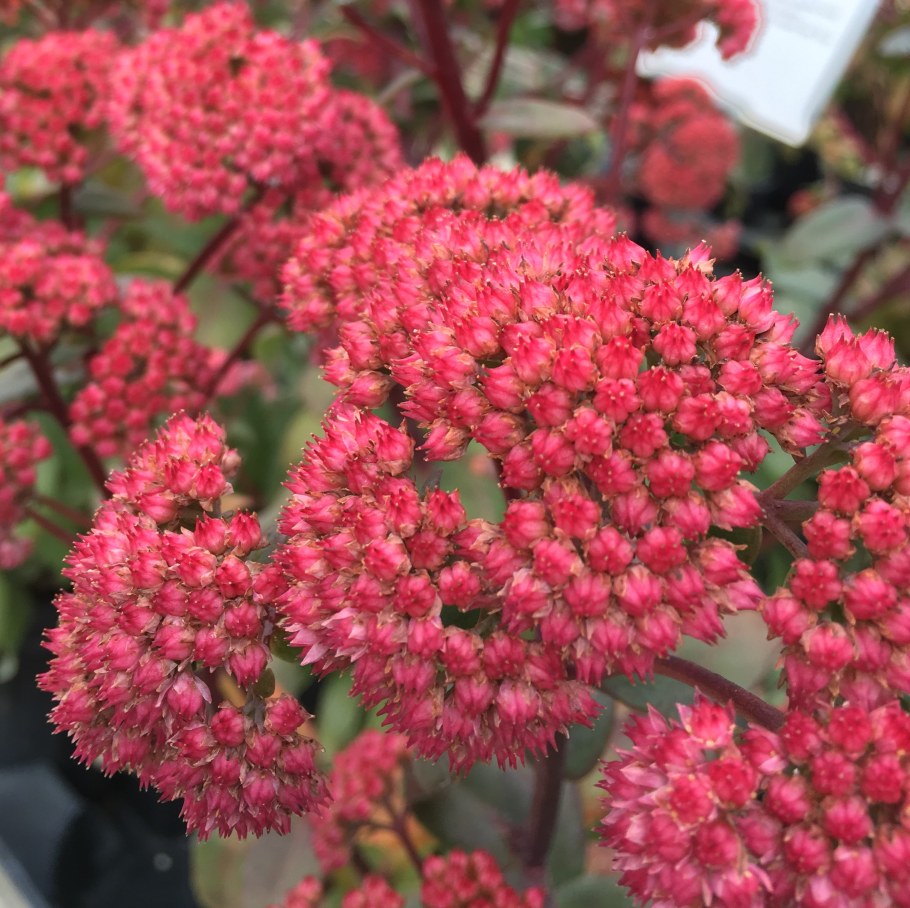 Очиток ред Каули