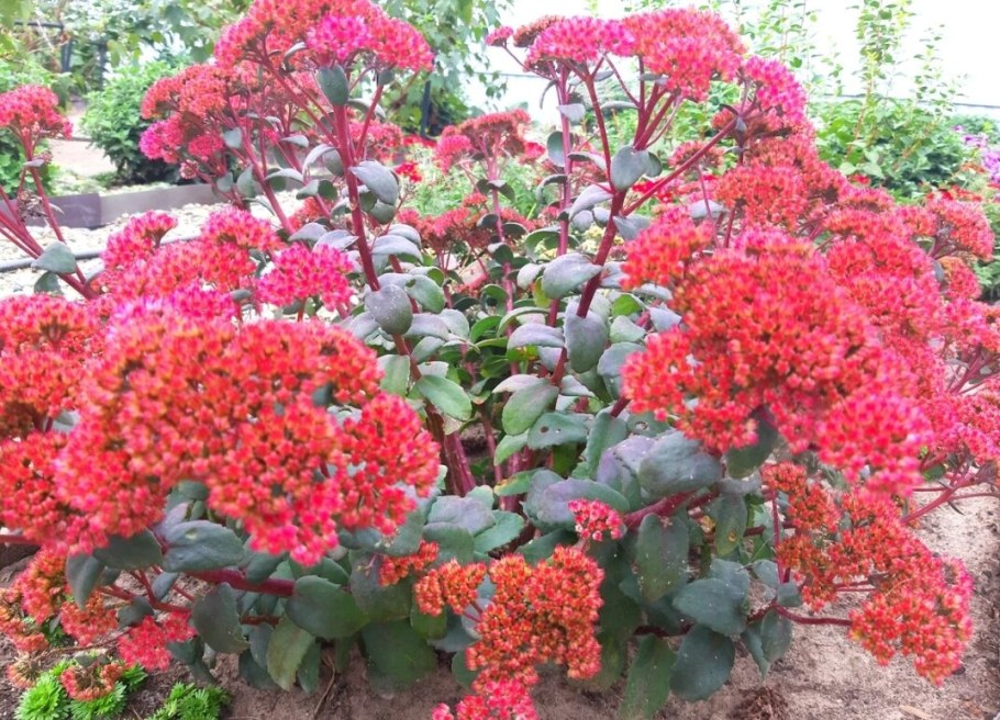 Очиток гибридный ред Каули