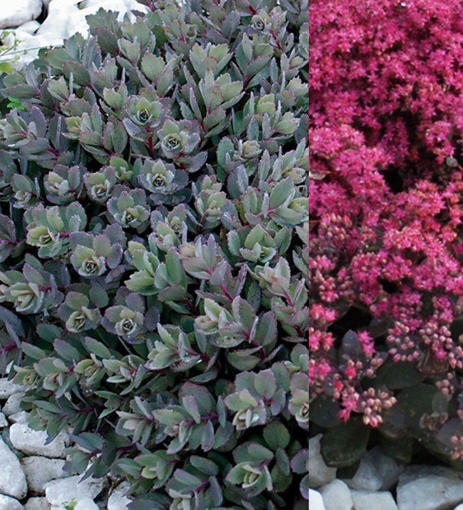 Очиток Dazzleberry