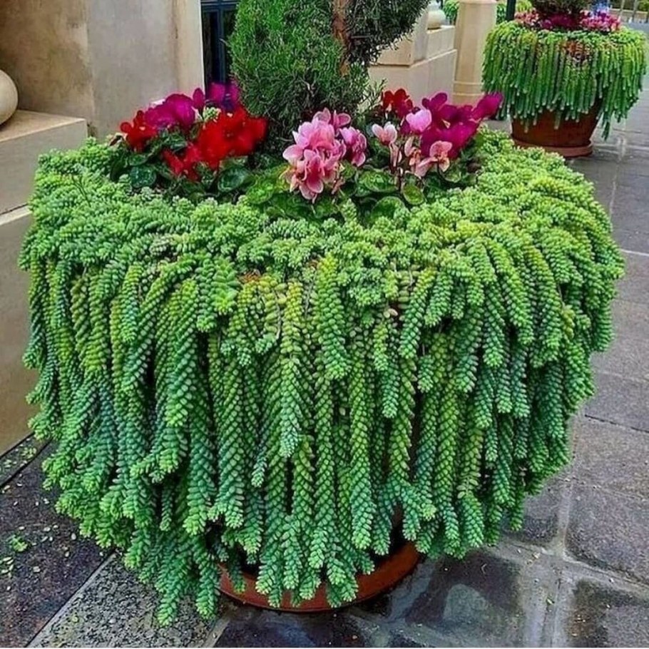 Суккулент Очиток Моргана