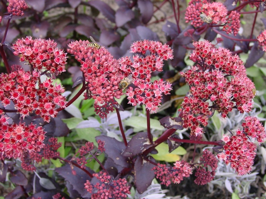 Очиток гибридный Пурпл Эмперор